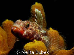 fish / Canon G9, inon strobe d2000 / f8, 1/200s by Melita Bubek 